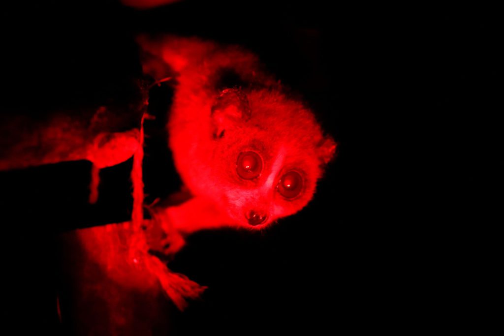 Infrared image of a pygmy slow loris clinging to a branch and looking toward the camera.