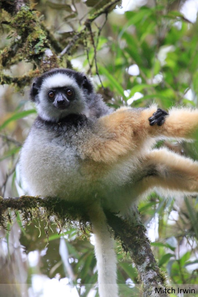 Diademed sifaka in a tree.