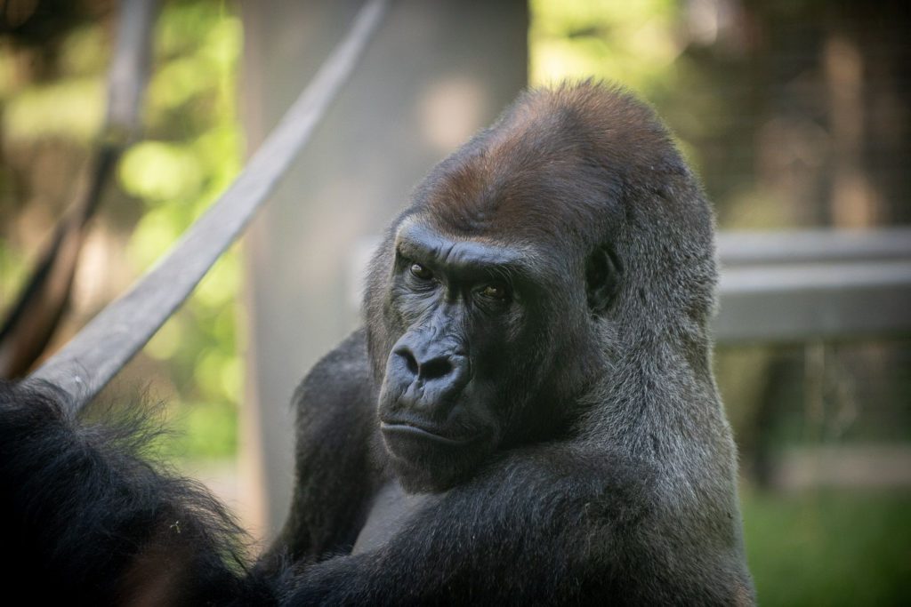 Photo is of an adult male gorilla at a zoo from the shoulders up. His body is oriented to the left but his head is turned and facing the camera.