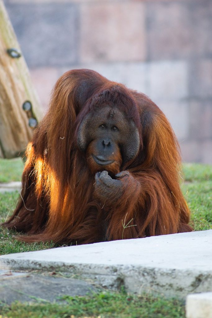 Male orangutan at a zoo standing on grass with one hand up near its chin, looking at the camera.