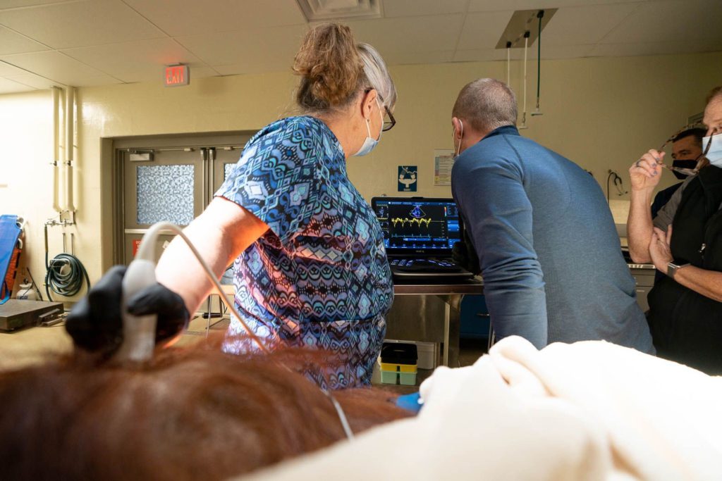 Experts performing a cardiac exam on an orangutan under anesthesia at a zoo.