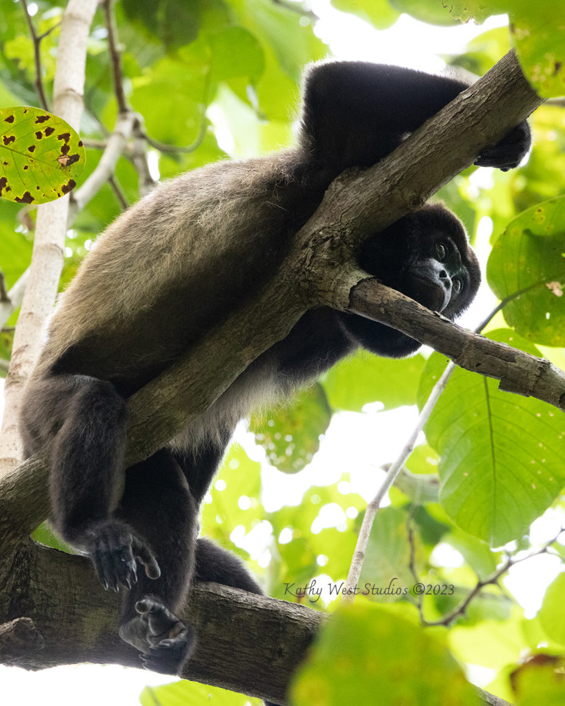 Howler monkey in Panama laying on it's belly across a branch.