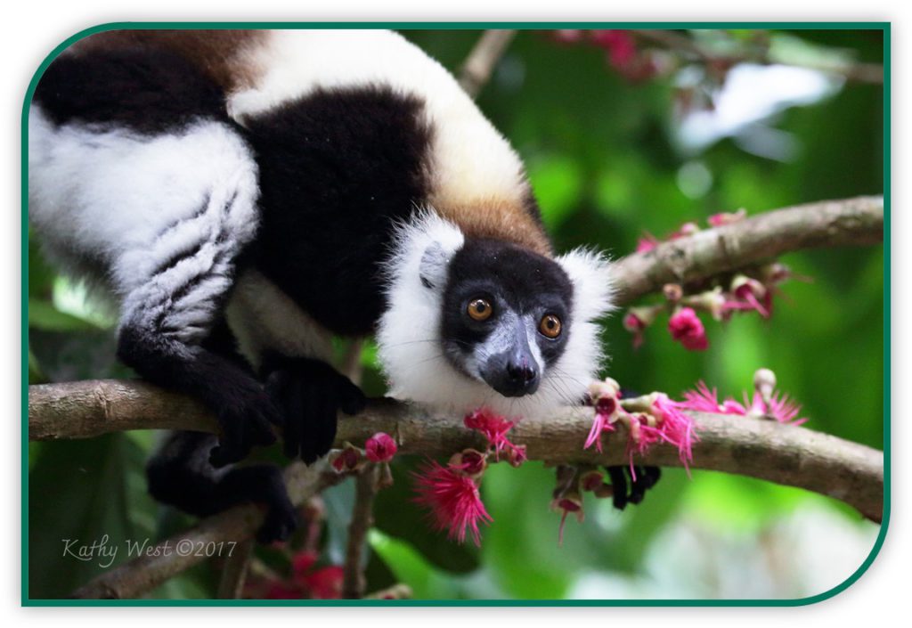 Black-and-white ruffed lemur grasping a branch with pink flowers. Photo by Kathy West (C) 2017.