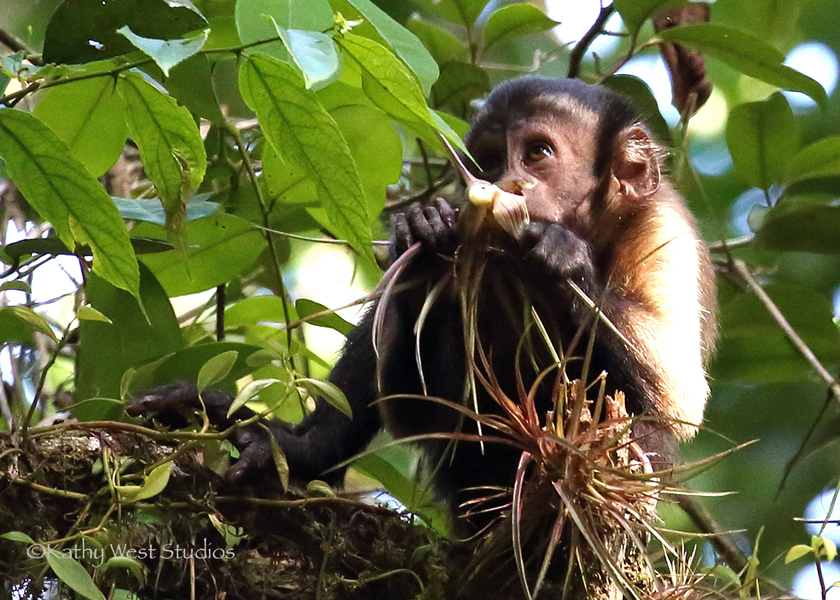 Juvenile capuchin in a tree holding a piece of food in both hands up to its mouth, by Kathy West.